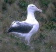 albatross.jpg - 3887 Bytes